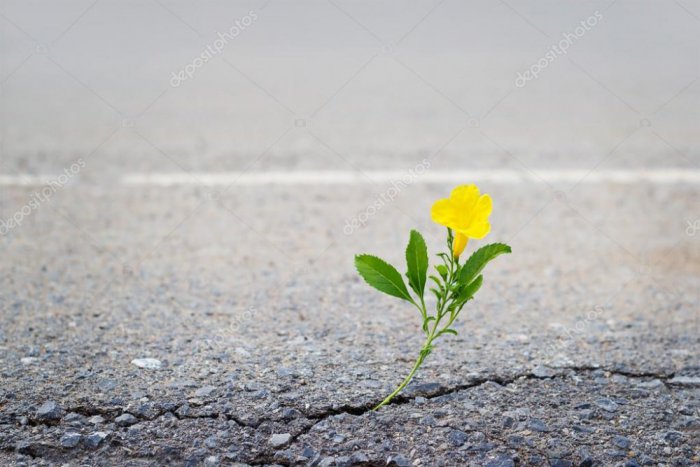 depositphotos_117839430-stock-photo-yellow-flower-on-crack-street.thumb.jpg.d3cd96739dd1018241b192d7a4e0c637.jpg