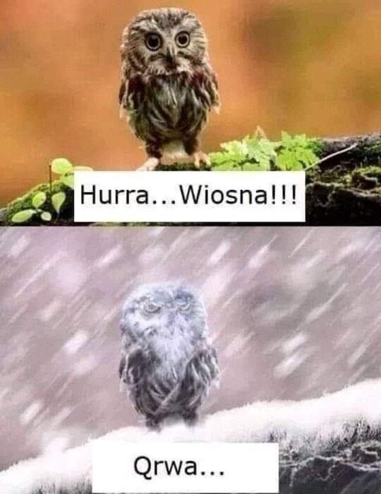 wiosna.jpg