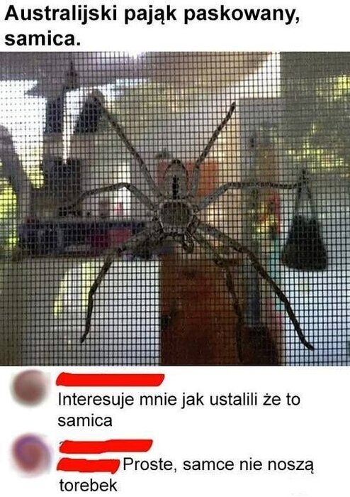 samica.thumb.jpg.8661530d160be9841ecd5d18481b0203.jpg